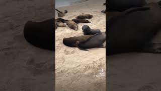 seals in Oxnard. go now to them. take your frends, children, coligues, your lovely one and come.