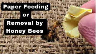 Paper Feeding or Removal by Honey Bees #apismellifera #bees