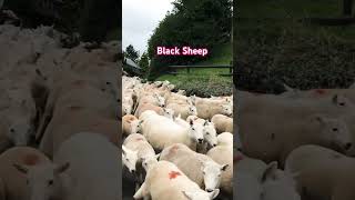 Flock of sheep | #shortsvideo | #shorts | #short | கறுத்த செம்மறி ஆடு | #sheep | #sheeps