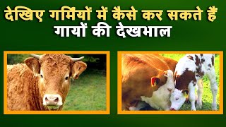 देखिए गर्मिंयों में कैसे कर सकते हैं गायों की देखभाल। || How to take care of Cow's in Summer