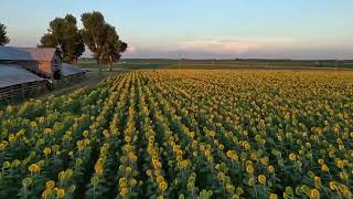 SUNSET SUNFLOWERS