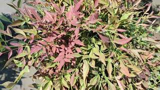 Nandina e Company