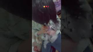 mybaby🥰choco🐾 #love #viralvideo #mhussainnasir #shortvideo #catlover