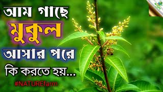 গাছে মুকুল আসার পরে আম গাছের পরিচর্যা //আমের মুকুল আসার পর থেকে যা করতে হবে //আম গাছের পরিচর্যা