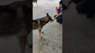 feeding wolves!