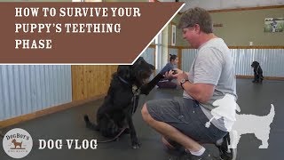 How To Survive Your Puppy's Teething Phase | Dog Training & Puppy Parenting | DogBoy's DogVlog