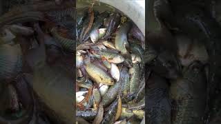 বৃষ্টির দিনে কৈ মাছ ধরার মজাই আলাদা | #fishing #fishinglife