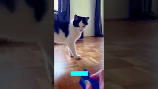 Funny Pets 🥰 kitten meowing cute 🐕 #cathouse Episode 8917