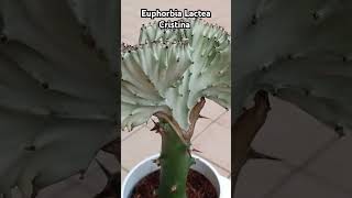 #Euphorbia Lactea #succlents #кактус #молочай