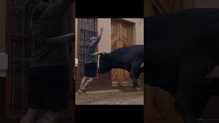 TOROS BRAVOS ESPECTACULARES !! TOROS TV 2024