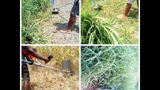 Honda grass cutter in different grass fields