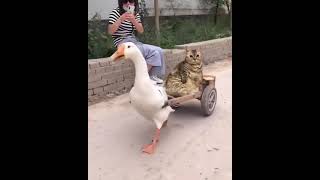 🦆🛷🐈 DUCK ride CAT Meme | Music Challenge 🎵 | Simple Dimple, Pop It, Squish – M&A feat. Бэтси