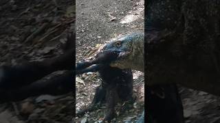 Komodo carries its prey