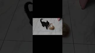 Cute Kittens playing together #shorts #cat #meow #kitten