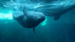 Gay Beluga Whales Mating at Sea World