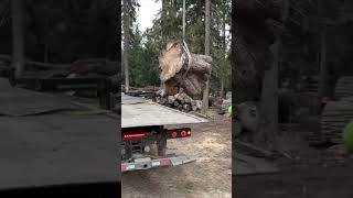 Monster maple! #sawmill #woodworking #arborist #bigwood #slabs #okanagan #wood #maple #sawmilling