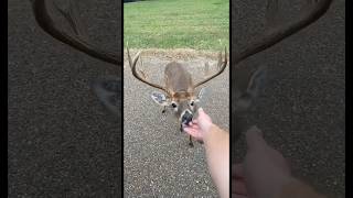 Hand feeding HUGE buck #buck #whitetaildeer #shorts