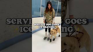 #viral #trending #explorepage #goldenretriever #dog #subscribe #servicedog #servicedogintraining