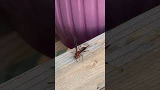 #shorts #viral #wasp #insects