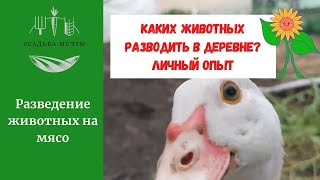 Каких животных завести в деревне. Плюсы и минусы разведения овец, коз, индоуток и гусей. Мой опыт.