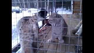 Рыси в клетке/ Lynx in a cage