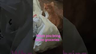 how excited my kitty gets when I bring home groceries