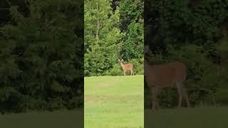 Neighbor Stopping By  #countrylife