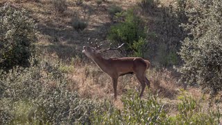 BERREA EN GREDOS