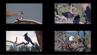 Compilation 🎞️ Some visitors 🐦 Jackie and Shadow 🦅 Chortles 🎶 from July 17 to 20/2023