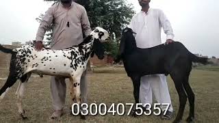 Goat farming | Breeder for sale | top class goats | goat farming