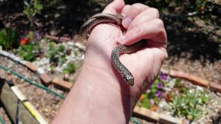 Juvenile Mole Snake (Pseudaspis cana) from Milnerton, South Africa