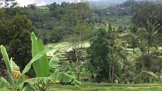 Rice terrace Bali