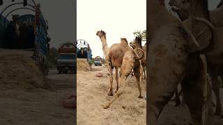 Camel full masti in winter season||Big camel||#yshorts #viralshort #utubeshorts #camelshorts