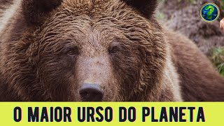 O maior urso já encontrado no planeta  - Urso marrom KODIAK