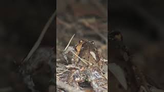 #wildlife #series  63 #frog  camouflaged as dry brown leaves