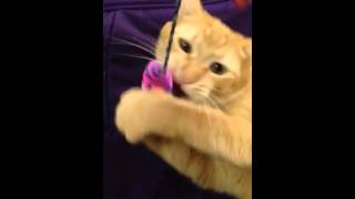 CAT home video/I love my new toy mom/cat toys/funny cat video/orange cat playing/cat on youtube