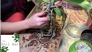 How to pot Orchids in LECA or rocks #thesoilbar