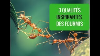 CDL#55 - 3 qualités inspirantes des fourmis