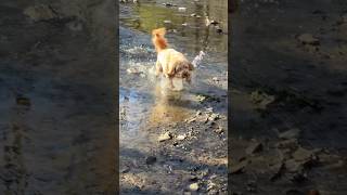 Doodle Enjoying Spring #goldendoodle #doodle #poodle #waterdog #pittsburgh #dogs #puppies #creek