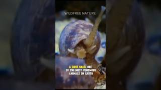 One Of The Most Venomous Animals On Earth #shorts #snails #animalfacts #animals