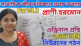 প্রাণী হরমোন ,part-3 || Class-10- জীবন বিজ্ঞান || অ্যাড্রিনাল গ্রন্থি, জনন গ্রন্থি ও নিউরনের গঠন