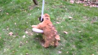 Wheaten terrier puppy playing with swing