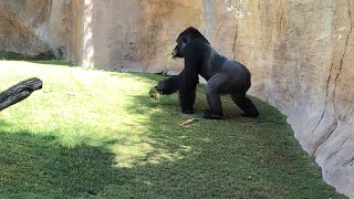 Bioparc, Fuengirola. Agosto 2020.