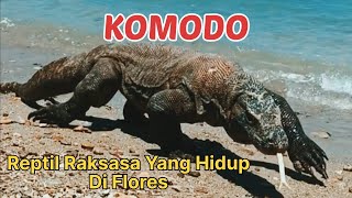 KOMODO || VARANUS KOMODOENSIS || REPTIL RAKSASA YANG HIDUP DI FLORES