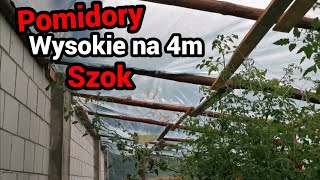 Pomidory wysokie na 4 m, no i wreszcie spadł deszcz.