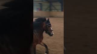 Beautiful little pony❤️🥰 #horse #pony #shortvideo #equestrian #cutepony #canter