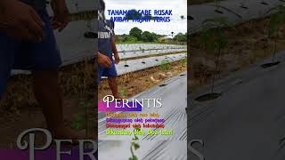 Tanaman Cabeku Rusak akibat hujan