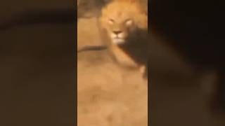 Lion attack cheetah #shorts #viral #trending