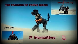 Mazzi's Training For Dune Dog