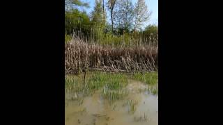 Westham Island Inlet in my kayak